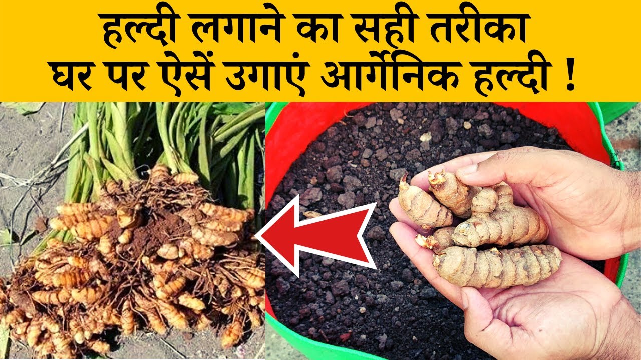 हल्दी लगाने का सही तरीका, घर पर ऐसें उगाएं आर्गेनिक हल्दी ! Haldi Kaise Ugaye Ghar Par | Gardening