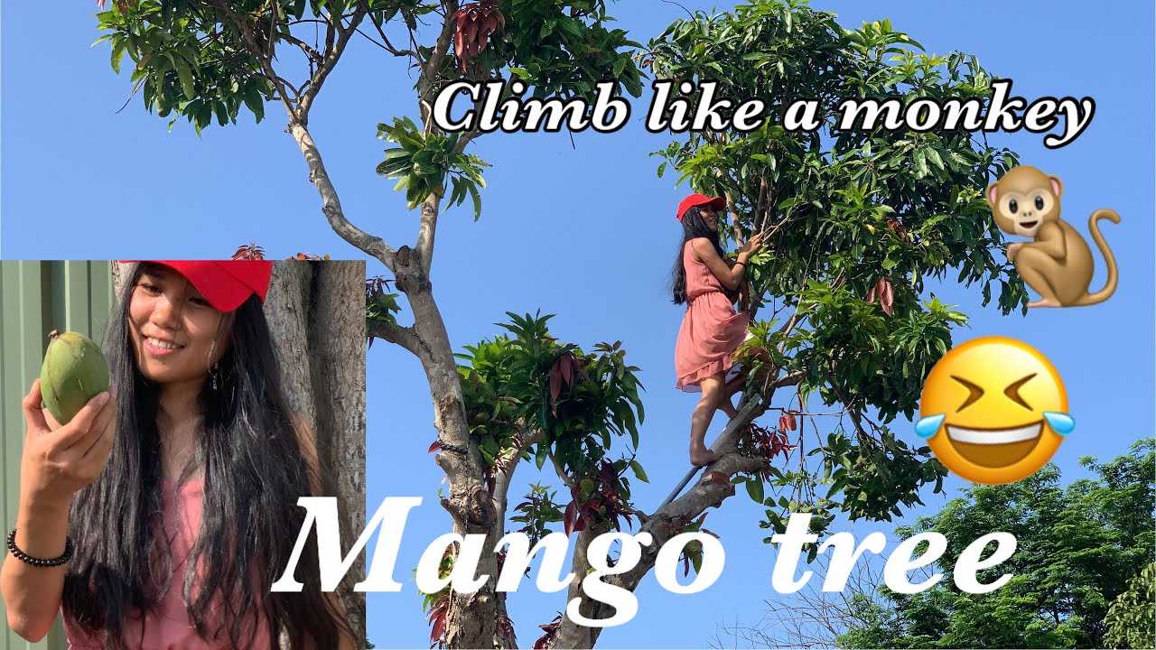 CLIMBING MANGO TREE IN AUSTRALIA