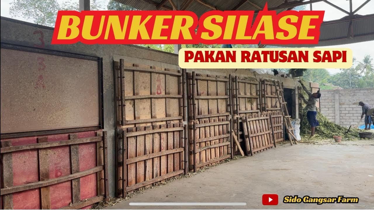 Proses Pembuatan BUNKER SILASE Tebon Jagung di Kandang @Sido Gangsar Farm