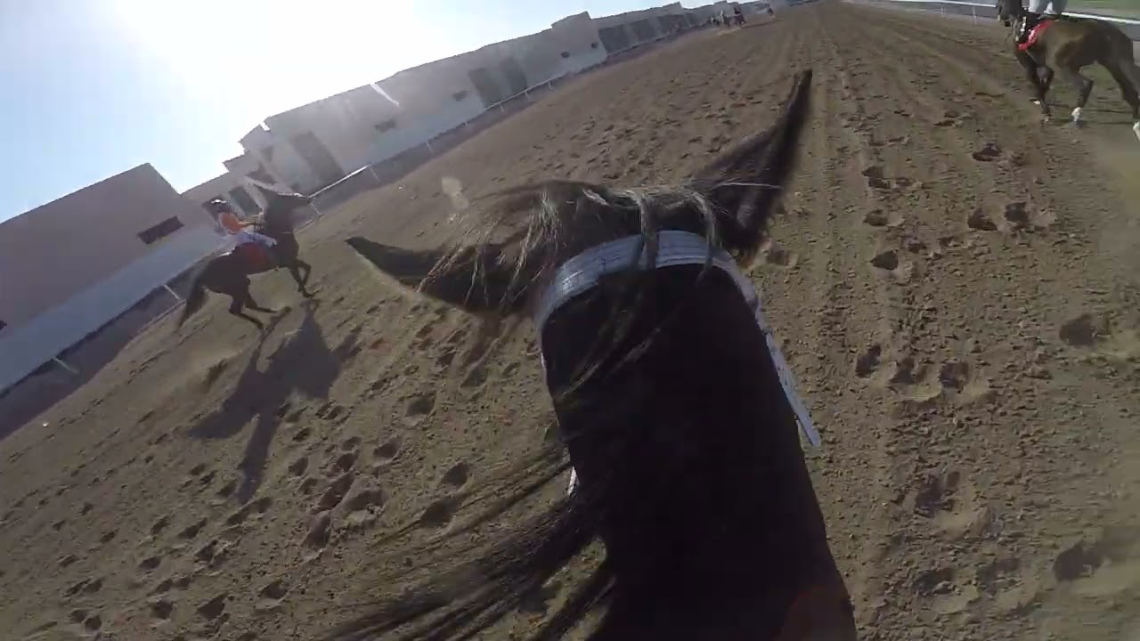 مكسب الحصان شماخ من ميدان الجهراء بالكويت المسافه F6 خالد الرويشد 9 / 8 / 1444ه‍