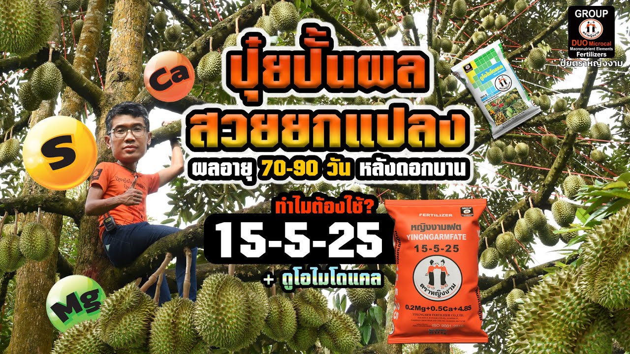 💥ทุเรียนระยะผล 70-90 วัน เบ่งพู ขยายผล ทำไมต้องใช้สูตร 15 5 25 + ดูโอไมโดแคล⁉
