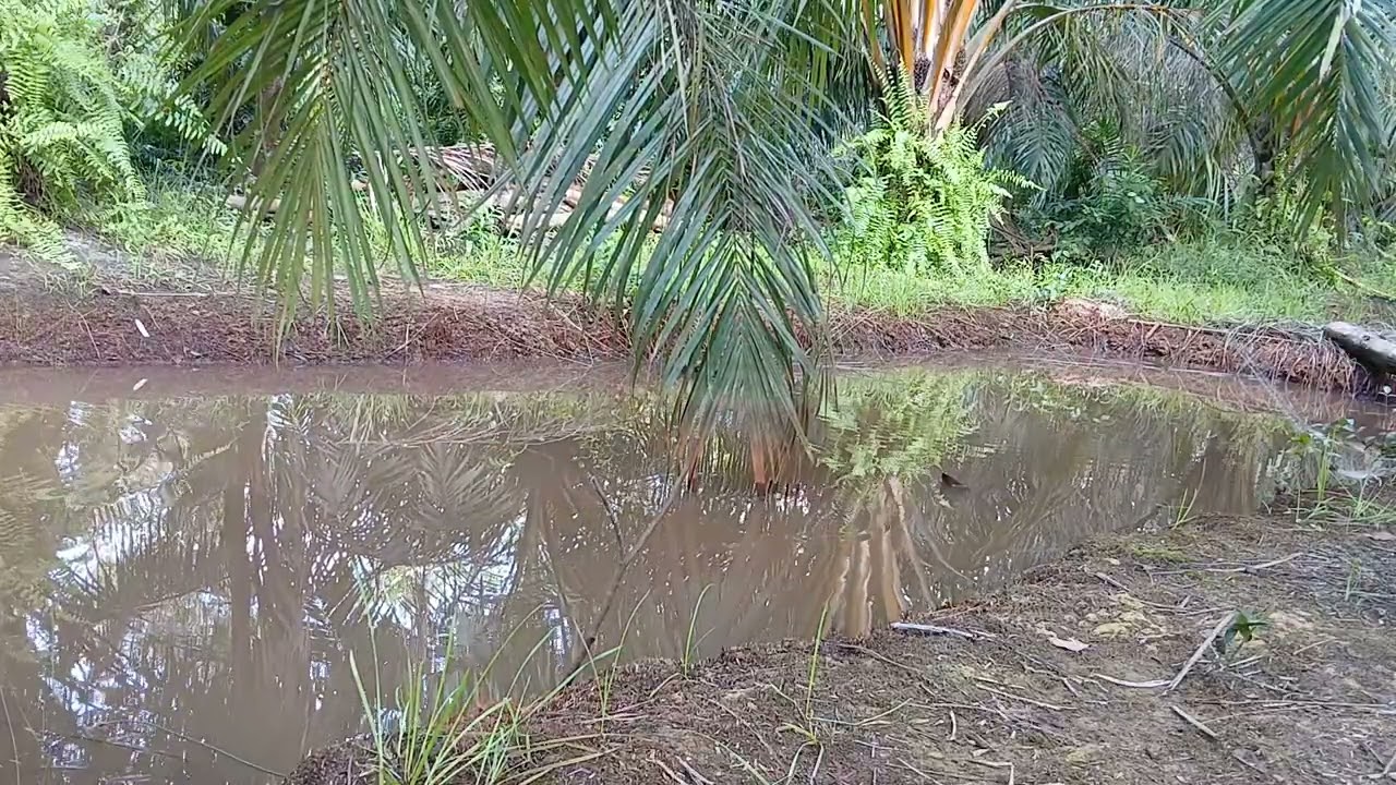 TERNYATA SUSAH YA MENCARI IKAN UTK MAKAN SENDIRI