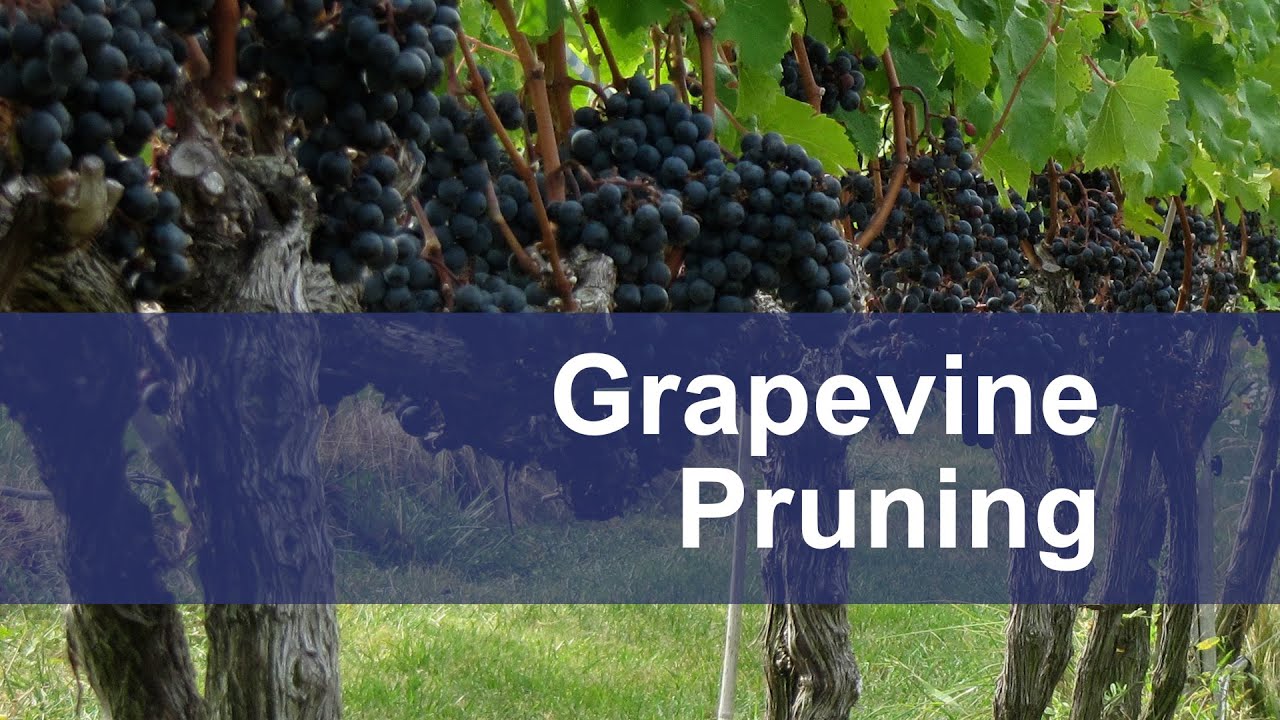 Grapevine Pruning
