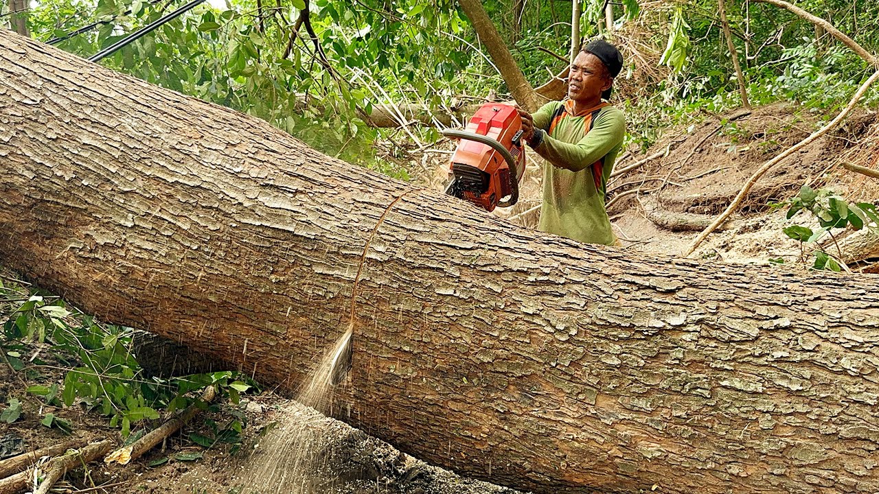 Though Place & Unfavorable Weather... Cut 2 Trees Late at Night.