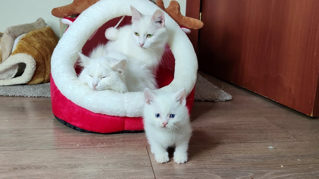 Белая кошка со своими белыми котятами. Котёнок Дино двигается лучше.