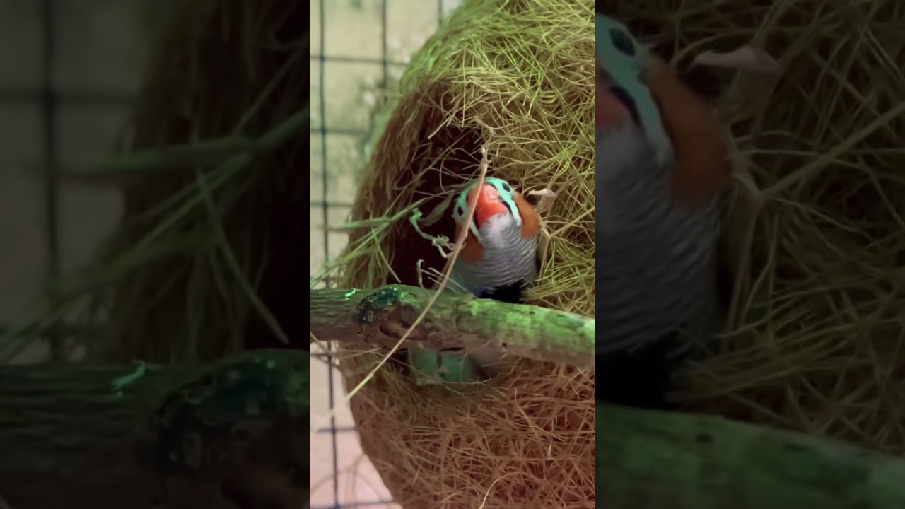 Zebra Finches preparing nest 😍