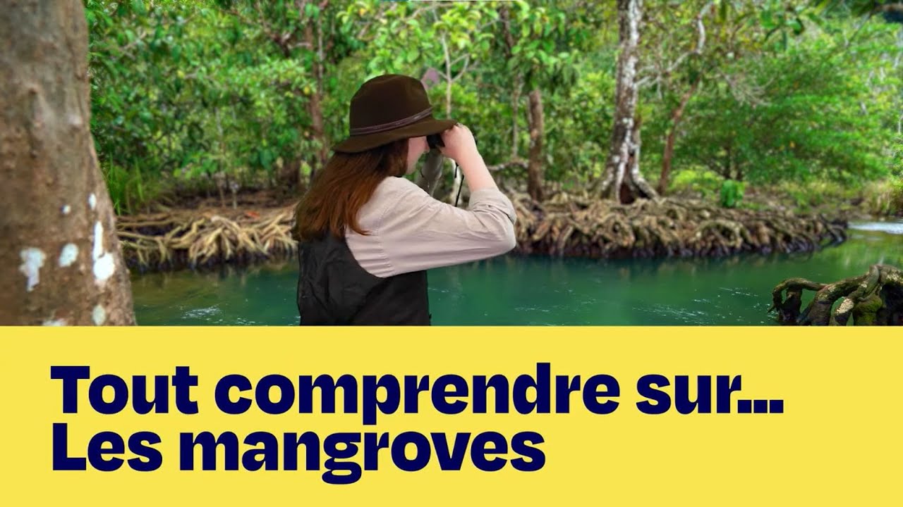 Tout comprendre sur... Les mangroves