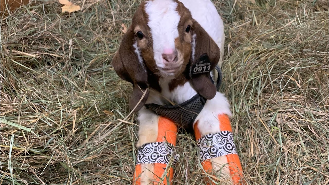 “Sidekick” Rescue Goat Update 12-2-25 