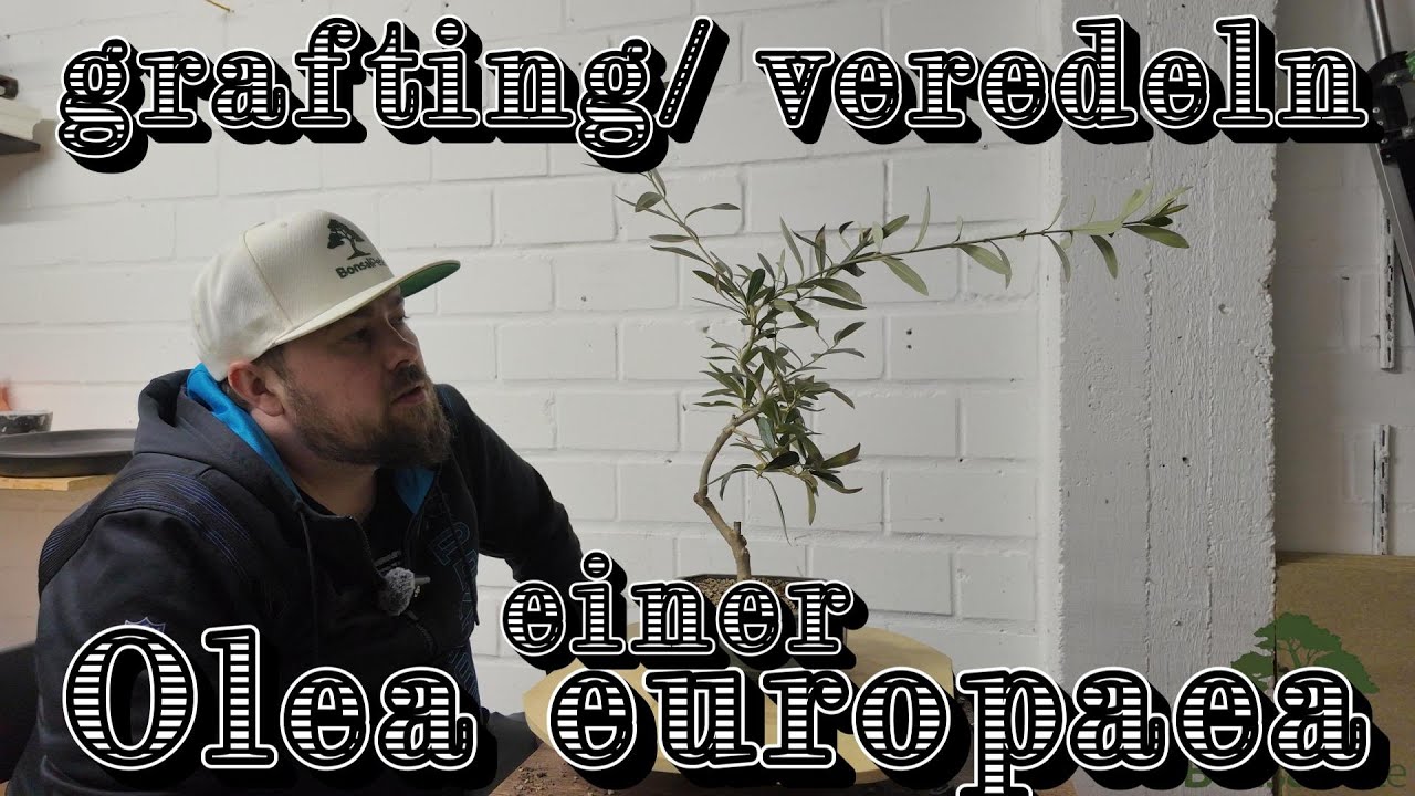 Mein erster Versuch einer Veredelung an einer Olea europaea  Bonsai 15/2025