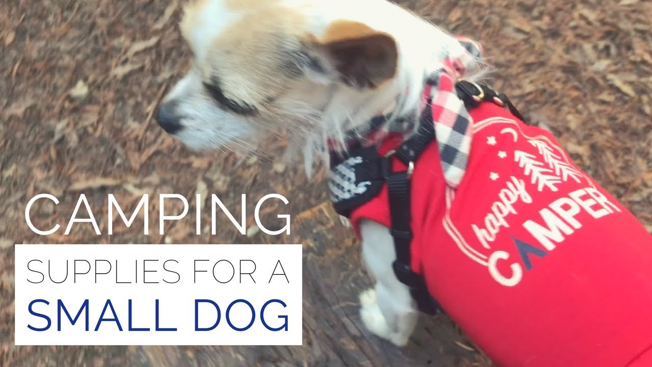 🐕⛺️Camping With a Small Dog - Outdoor Camp Equipment For Chihuahuas and Small Dogs