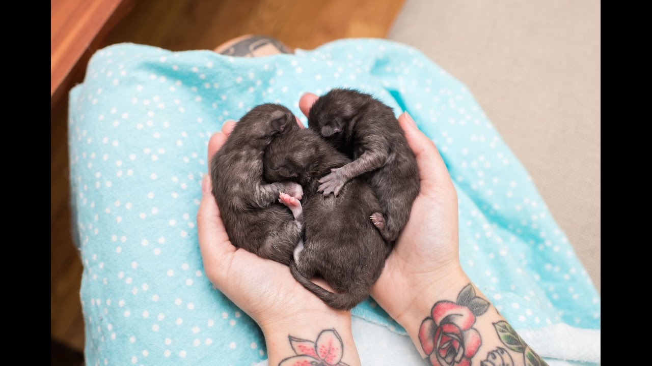 Rescuing Newborn Kittens