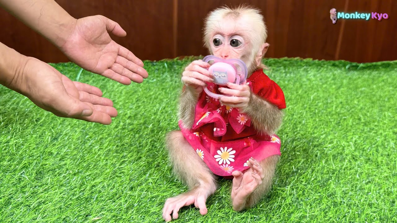 Adorable Moment! Monkey Kyo unexpectedly finds a pacifier and makes Dad laugh!