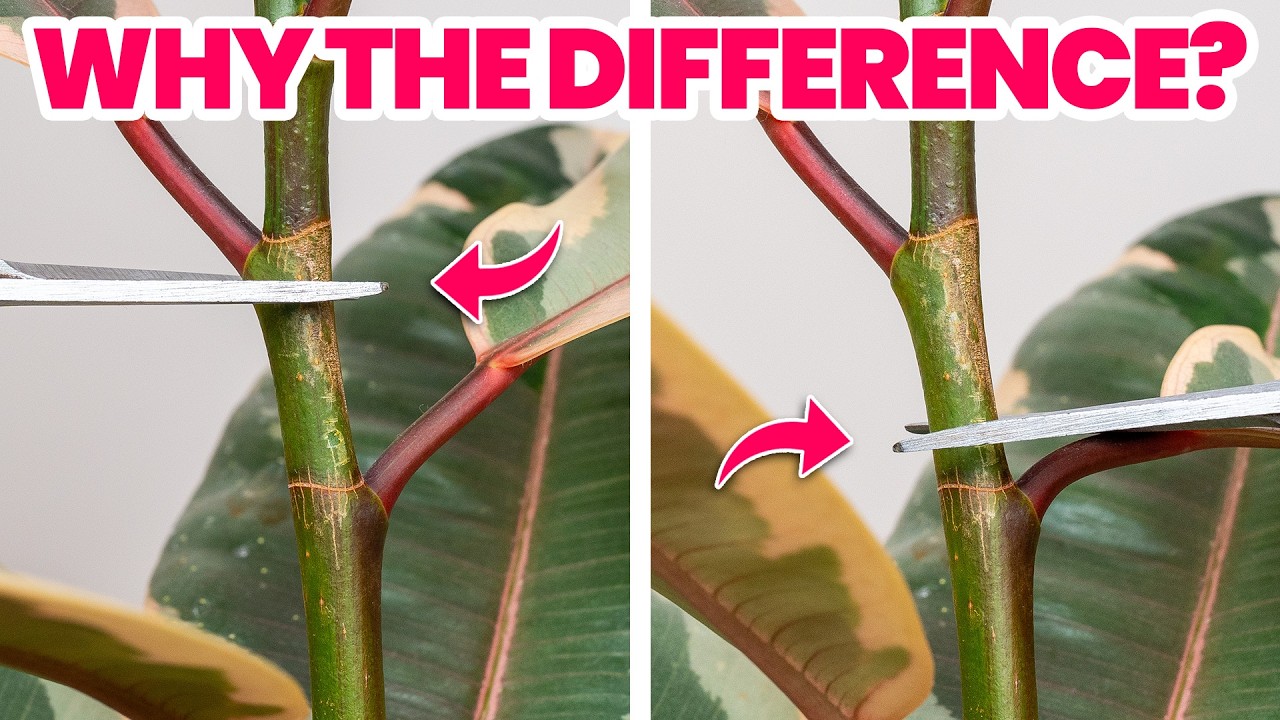 What Pros Know About Pruning That Beginners Don't