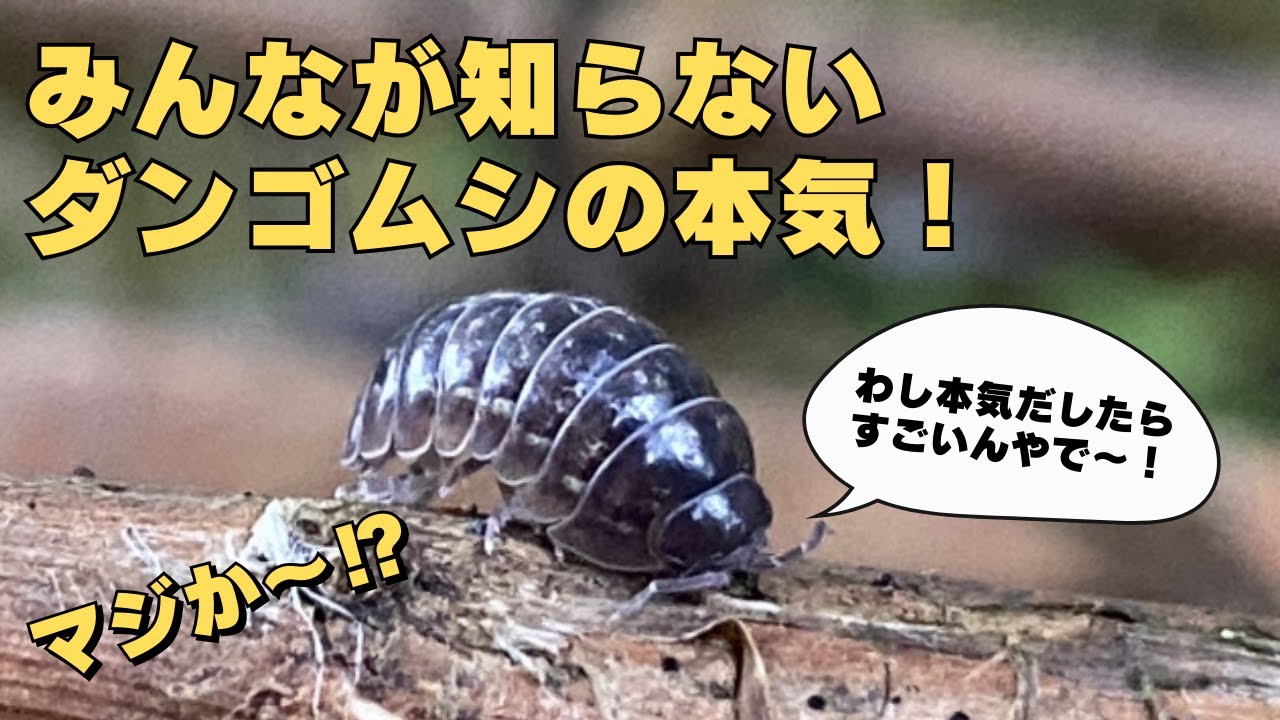 実はダンゴムシ 恐るべき力を持ってます！
