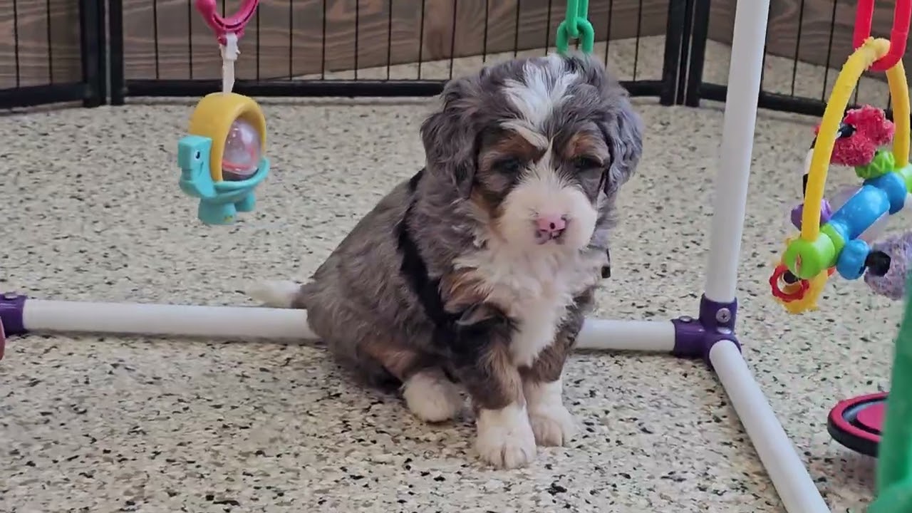 Cute Puppy Video Snickers & Blake Mini Bernedoodle puppies 