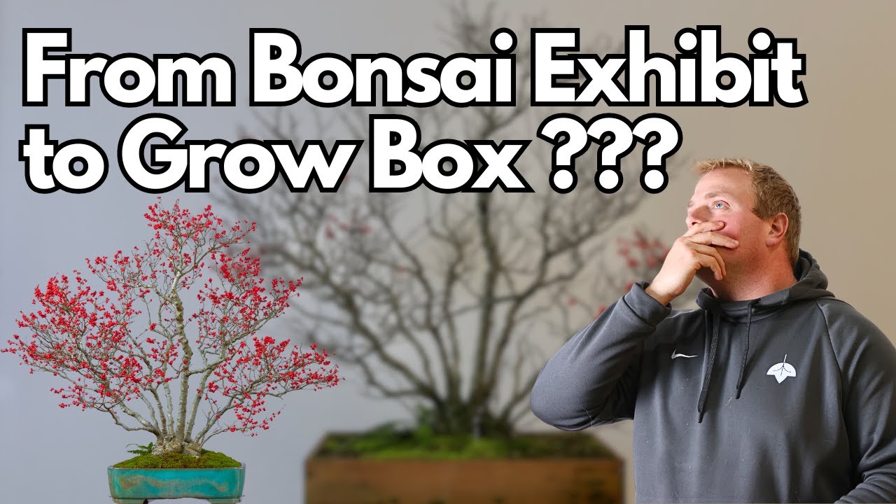 From Bonsai Exhibit to Wooden Box: Why We Moved This Winterberry To A Grow-box