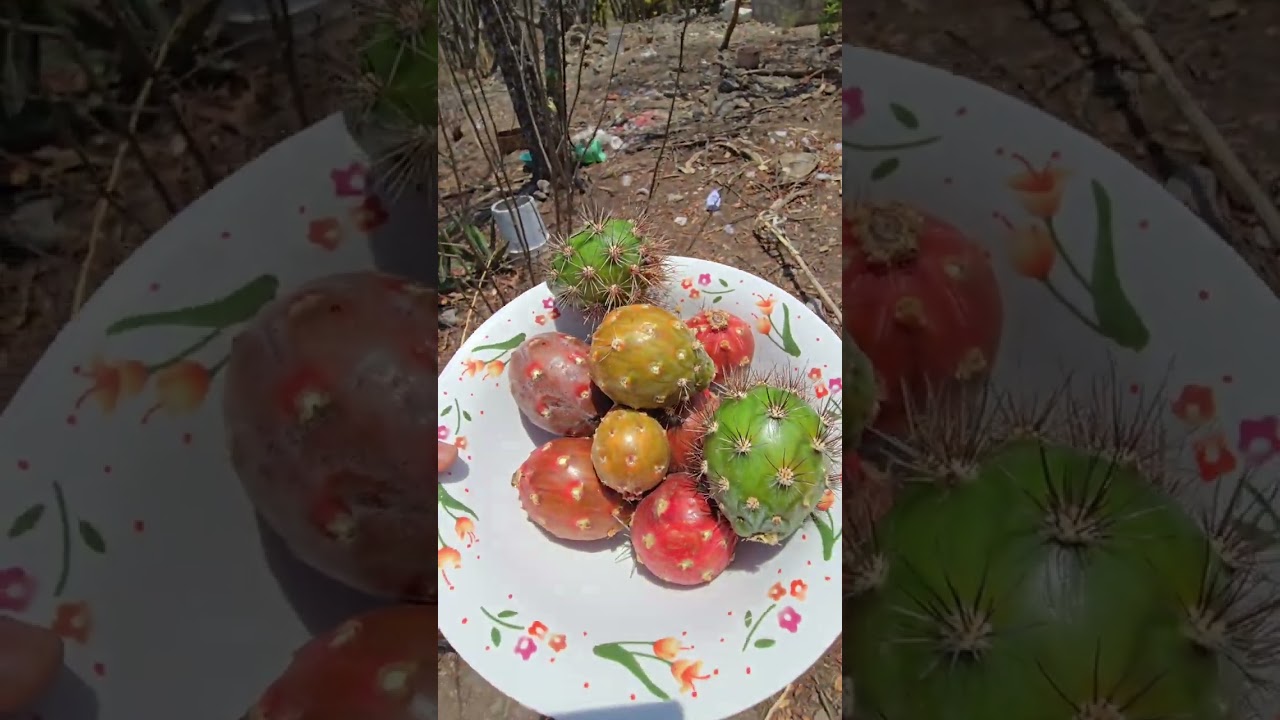 Las Pitayas de Doña Salustia, desde La Luz Nagore Huajuapan, Oaxaca