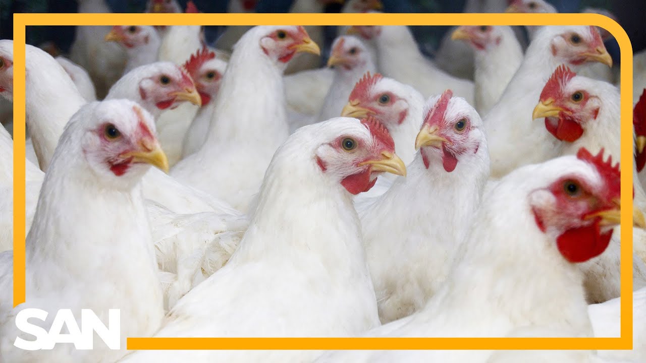 WHO confirms first human death from bird flu