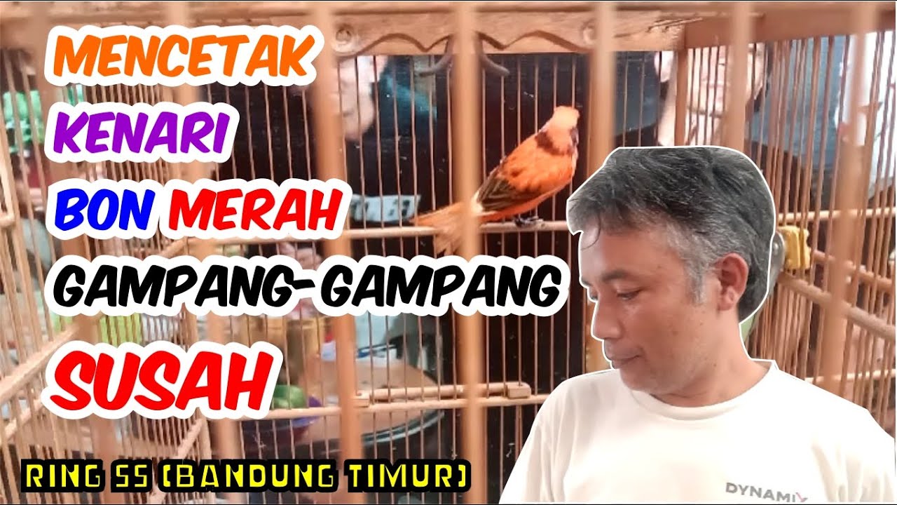 Update Ternak Merlok Ring SS | Stok Paud Remaja Dewasa Banyak Pilihan