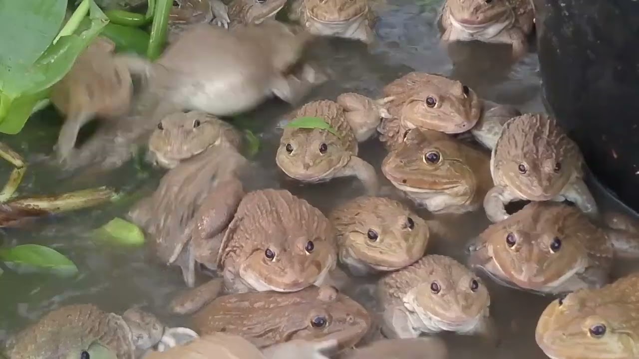 This is a group of frogs, they are starting to attack the turtles.#frog #Tang Chun