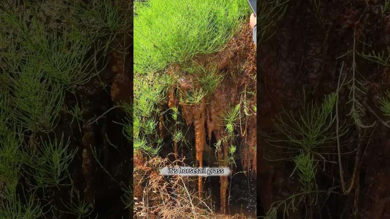 Why does this grass make you rich overnight