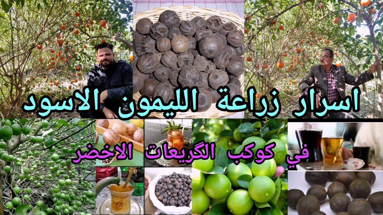 زراعة أشجار النومي بصره الليمون الاسود في كوكب الگريعات الاخضر واسرار الزراعة بالعراق 🇮🇶 بغداد
