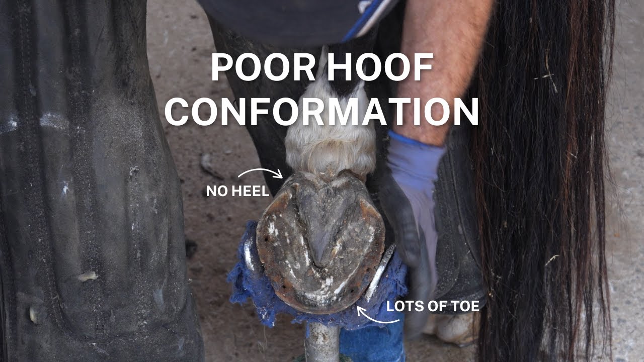 Shoeing a Horse with Poor Hoof Conformation