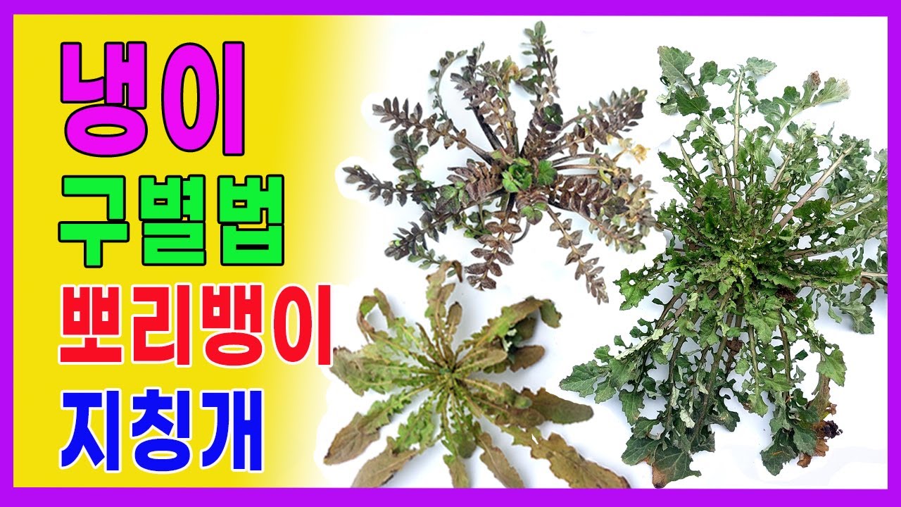 냉이 구별법. 냉이와 혼동되는 뽀리뱅이, 지칭개 구별하기. 속속이풀, 민들레