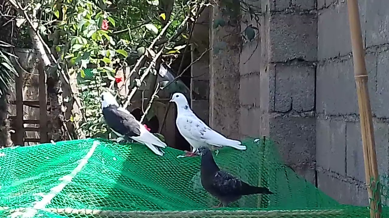 کبوتر ایرانی. جلد کردن. آموزشی. جوجه کبوتر. کفتر.