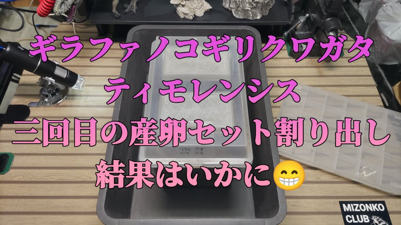 ギラファノコギリクワガタ ティモレンシス産卵セット三回目割り出し！結果はいかに😁