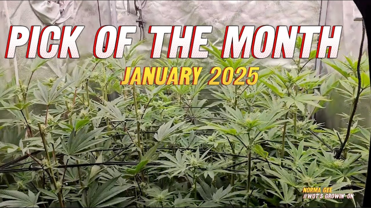 Green Magic Gardening | PICK OF THE MONTH | Jan 2025 | Wot's growin on