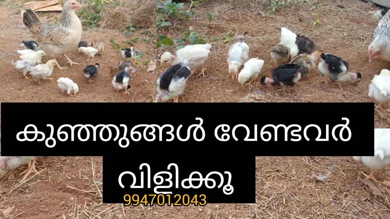 കുഞ്ഞുങ്ങൾ വേണ്ടവർ വിളിക്കൂ 