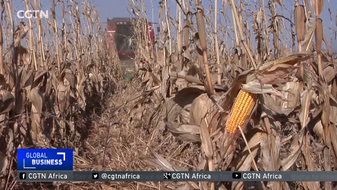 Fall armyworm threatens to wipe out season's harvest in South Africa