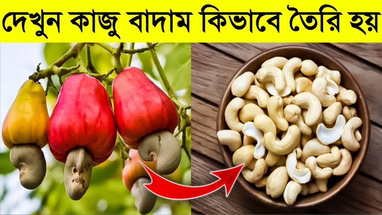 কাজু বাদাম কিভাবে তৈরি হয় দেখলে অবাক হবেন | Cashew Making Process | How Kaju Are Made | Kaju Badam