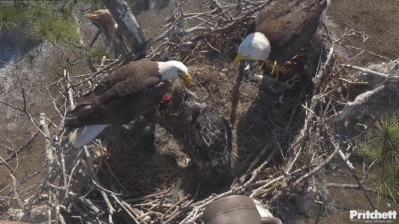 SWFL. M15 makes 2 breakfast deliveries in 6 minutes - whole fish & meat 🥰  /10:05, 10:11/ 2026-01-24
