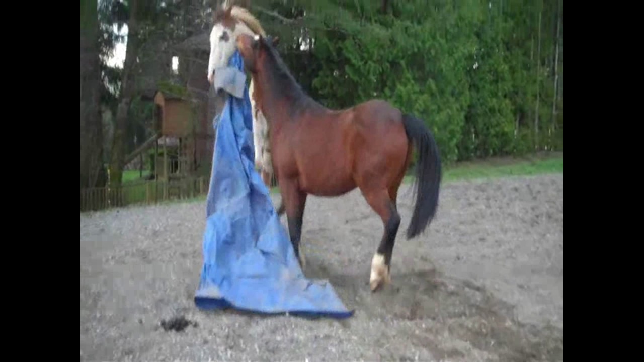 Horse loves TV reporter