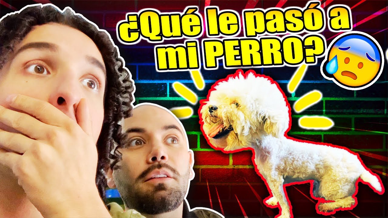 ¿Qué pasó con nuestra MASCOTA? PERRO RATA  *Consomé* LOS RULES