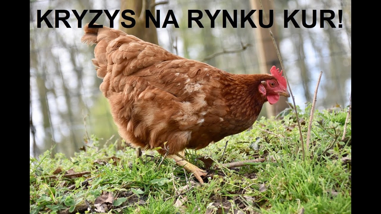 Odcinek 1668 KRYZYS NA RYNKU KUR!