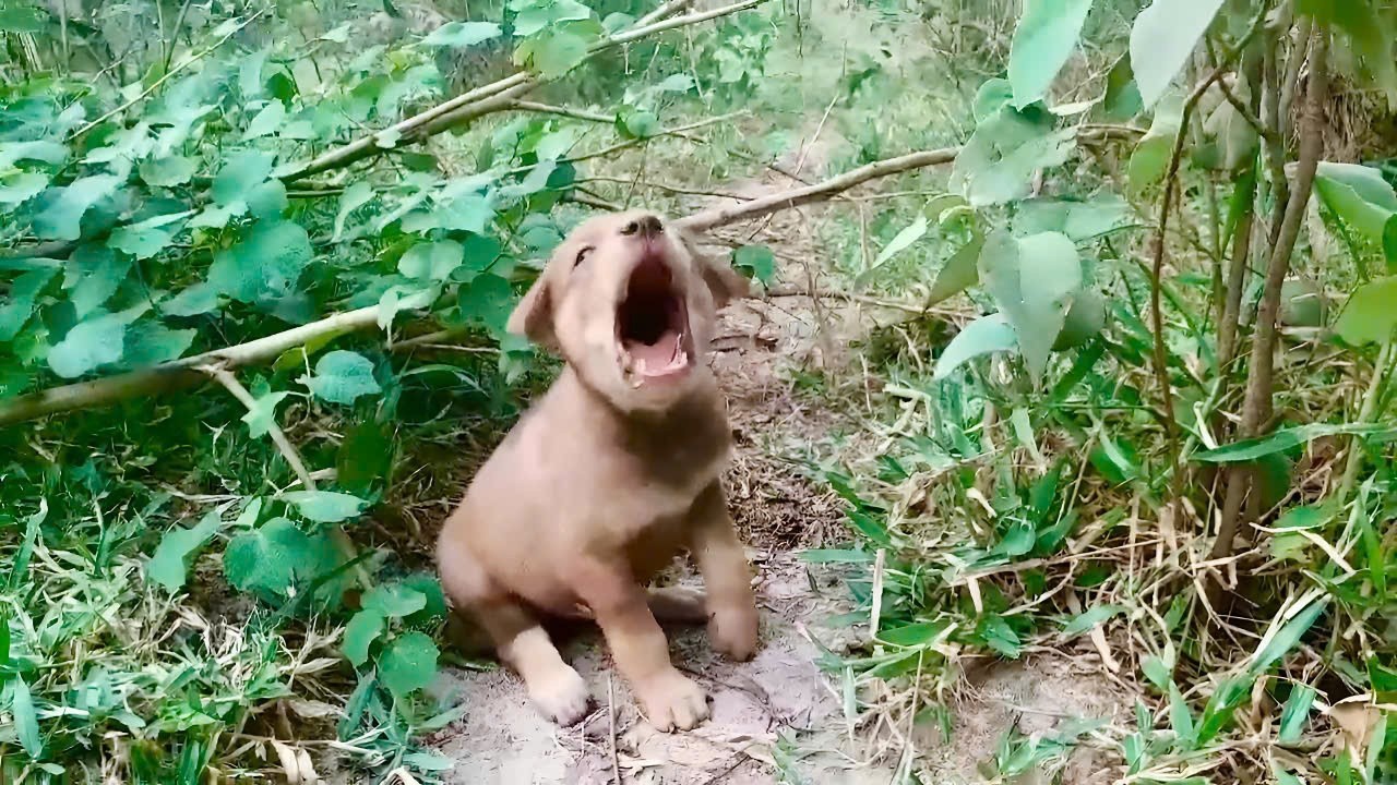 Newborn Puppy Crying For Help, I gave the puppy a happy home.