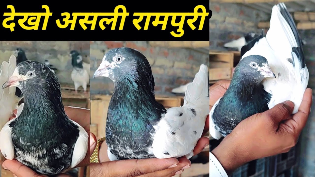 Rampuri Kabootar ! Rampoouri Kabootar ! Rampuri Pigeons ! Arshad idrisi pigeon