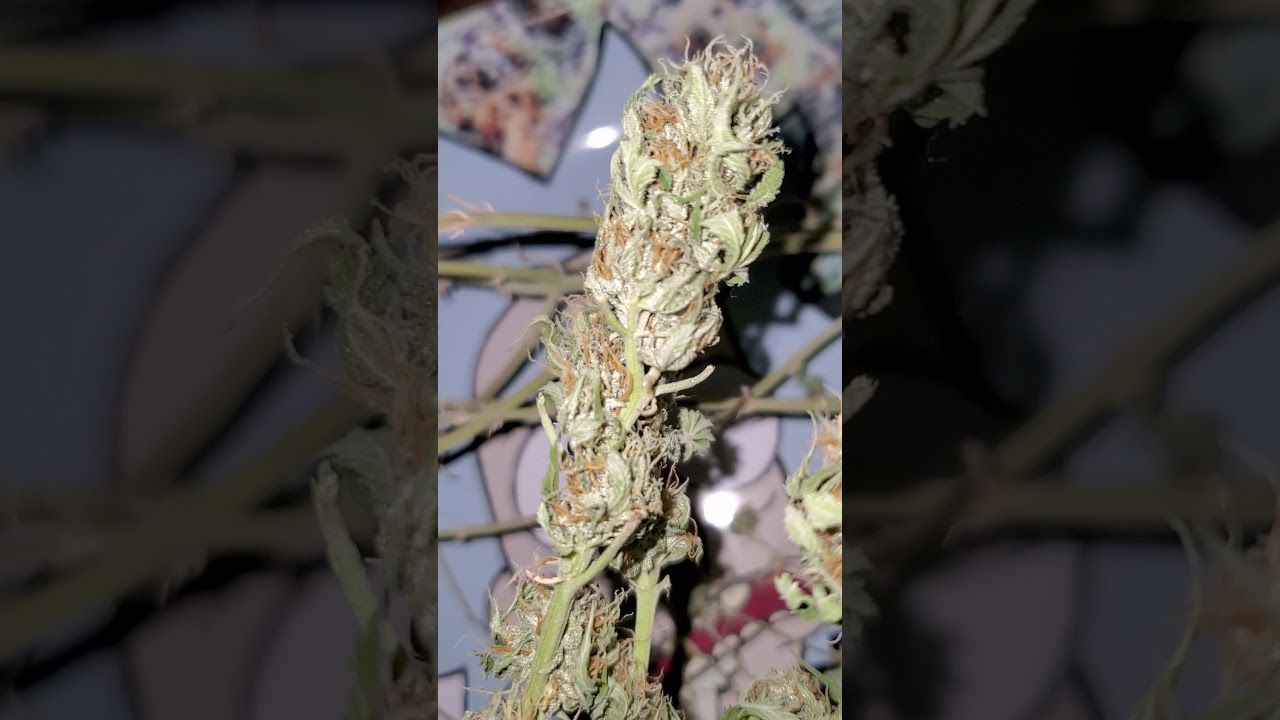 Drying Hermie Weed Plant for Smoking ( NukeBlackberryStrain ) TV 420 📺