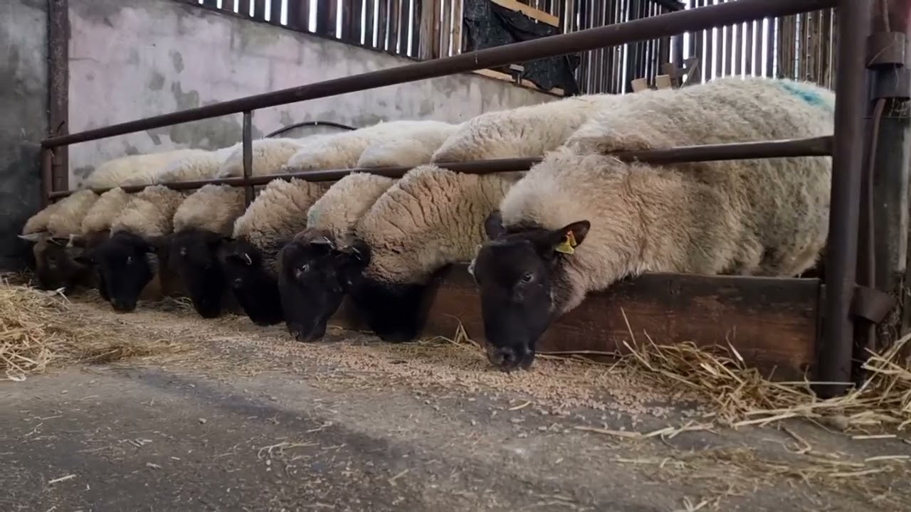 J Grennan and Sons Testimonial - Super Ewe & Lamb and Elite Lamb Nuts
