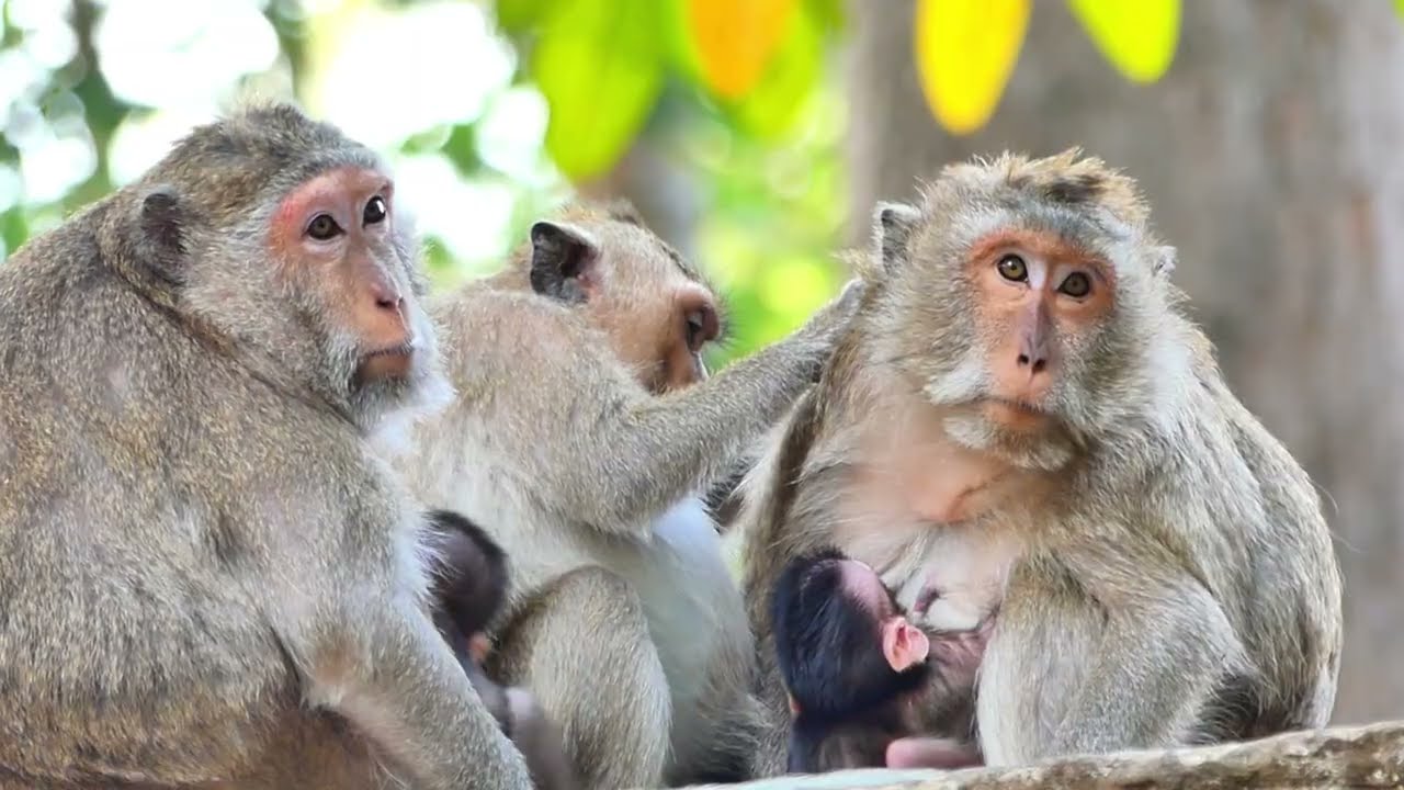 Gladdist monkey family and Blacky take nursing on health care