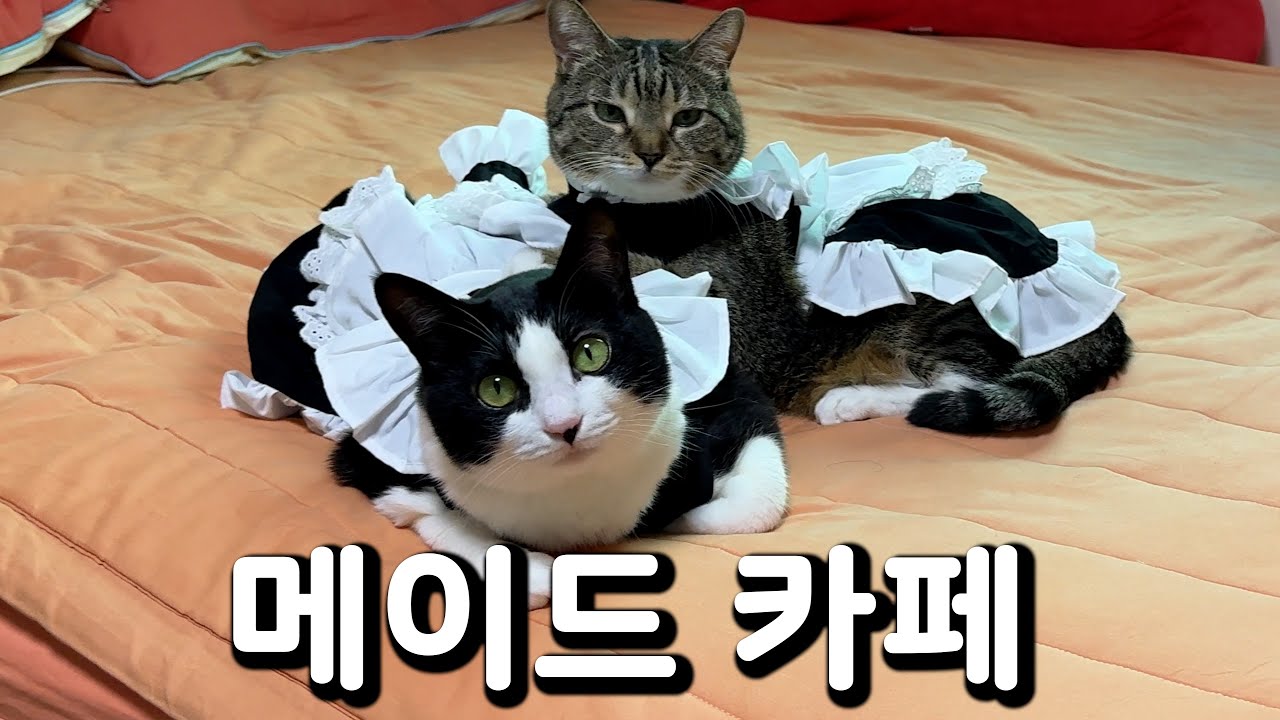 고양이카페 오픈합니다😺