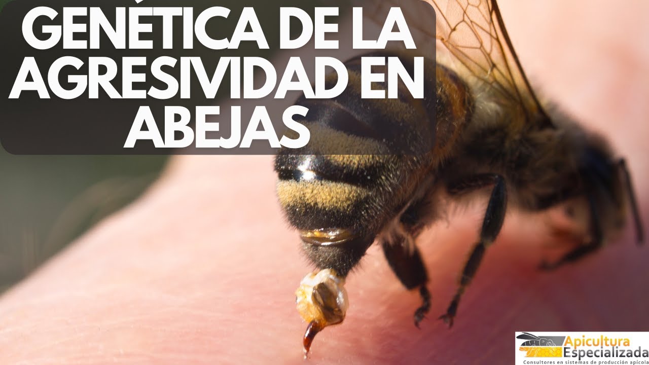 GENÉTICA DEL COMPORTAMIENTO DEFENSIVO - Lecciones de Apicultura