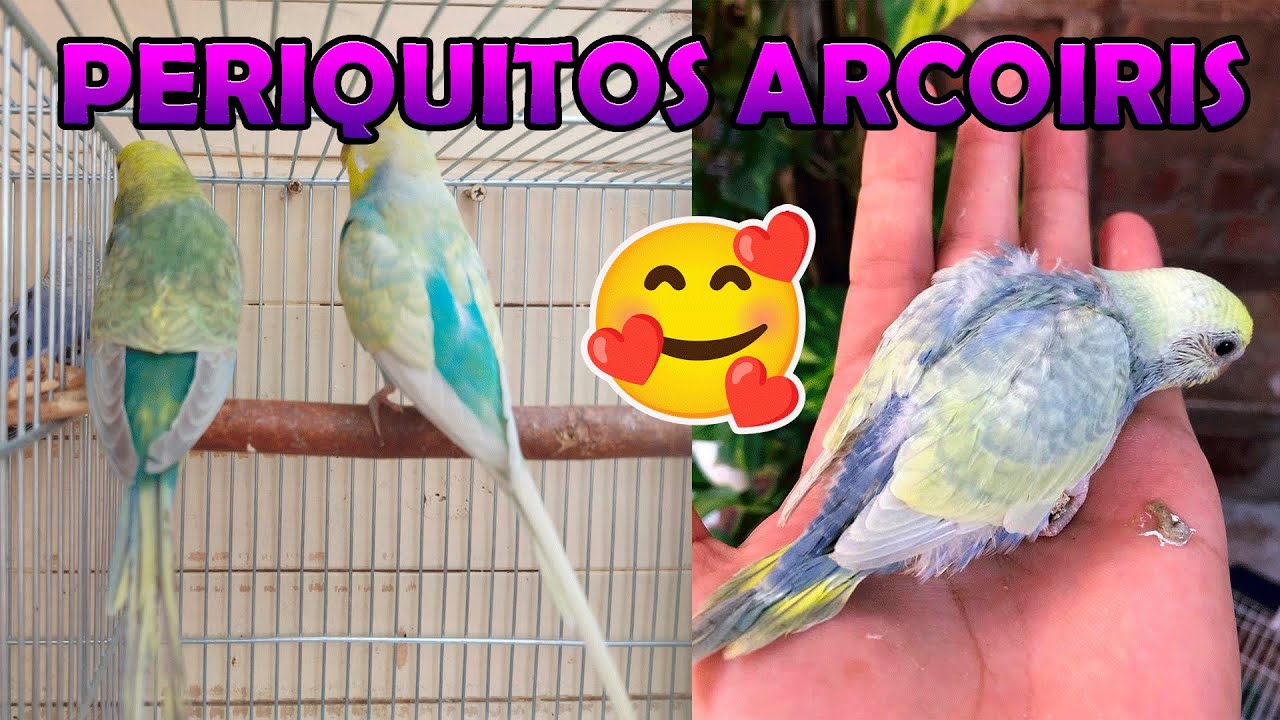 ¿COMO OBTENER PERIQUITOS ARCOIRIS? 😎😎😎