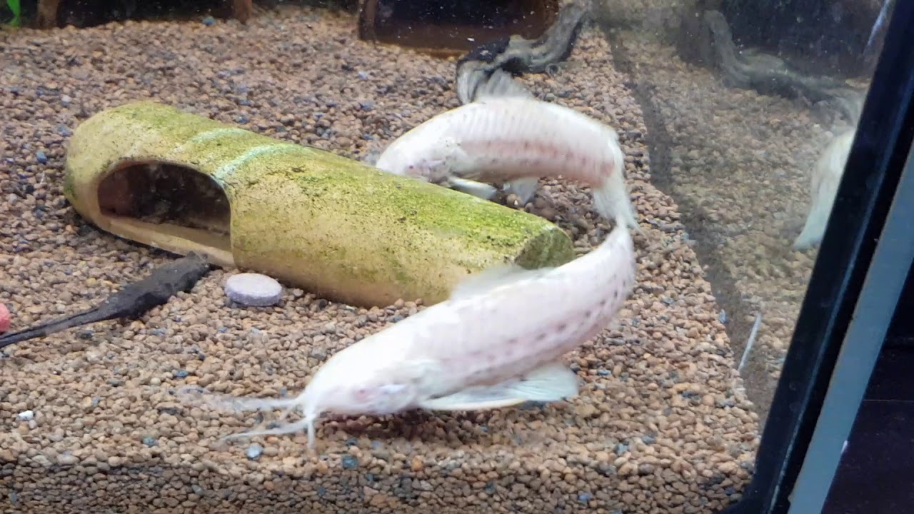 Albino Hoplosternum thoracatum / Schwielenwels /  Hoplo