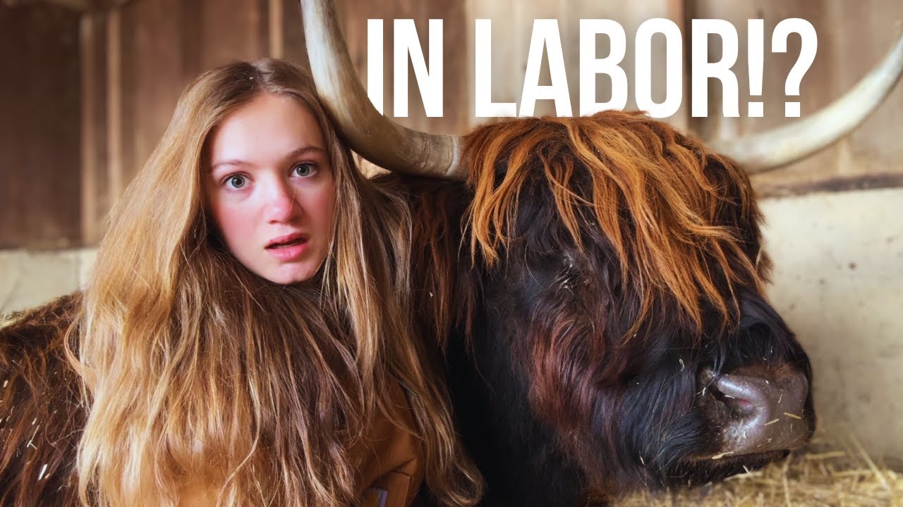 Moving the Cows took a SHOCKING TURN | What Happened!?