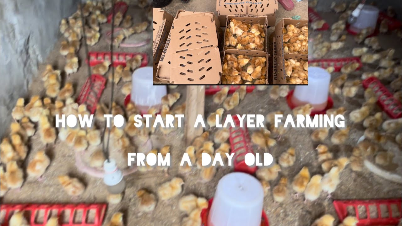 How to start a layer farming from the beginning/ a day old 