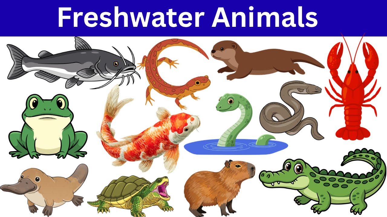 Freshwater Animals | Animals That Live in Freshwater | Water Animals For Kids in English 